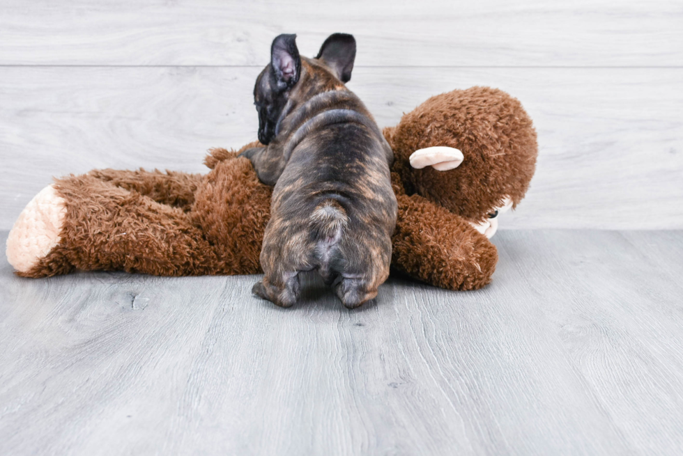 French Bulldog Puppy for Adoption