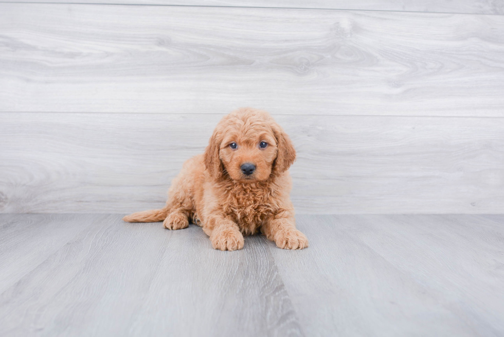 Adorable Golden Retriever Poodle Mix Puppy