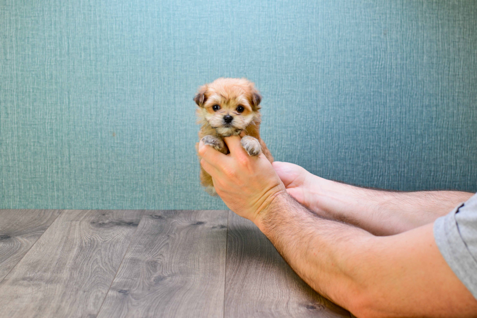 Friendly Morkie Baby