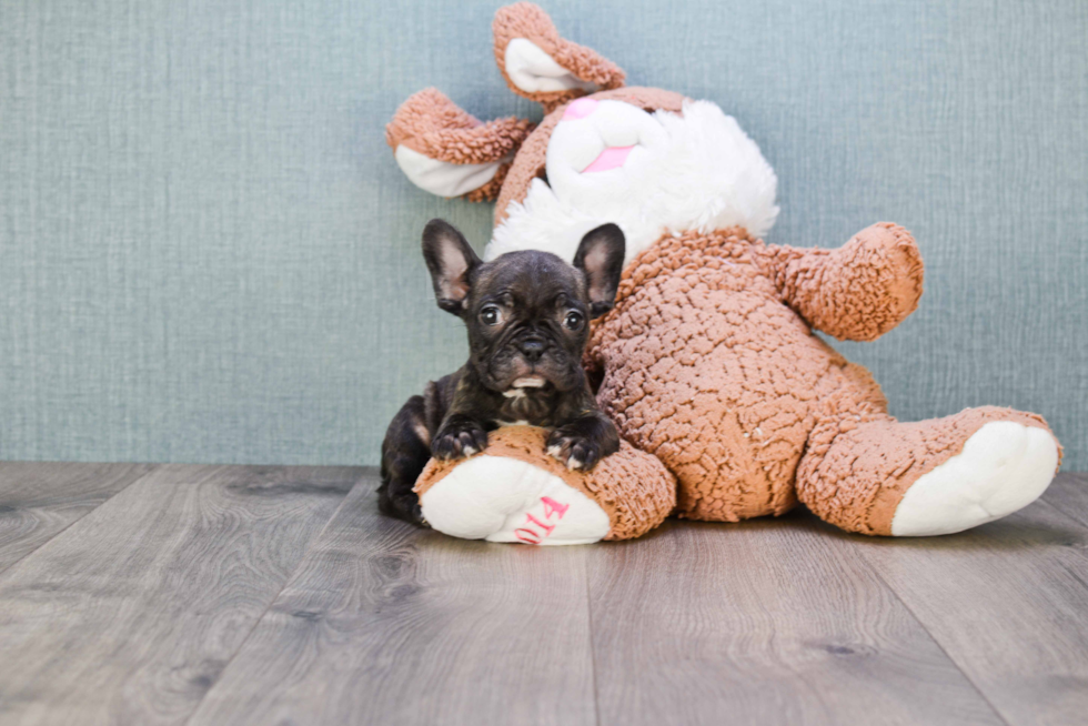 Akc Registered French Bulldog Purebred Pup