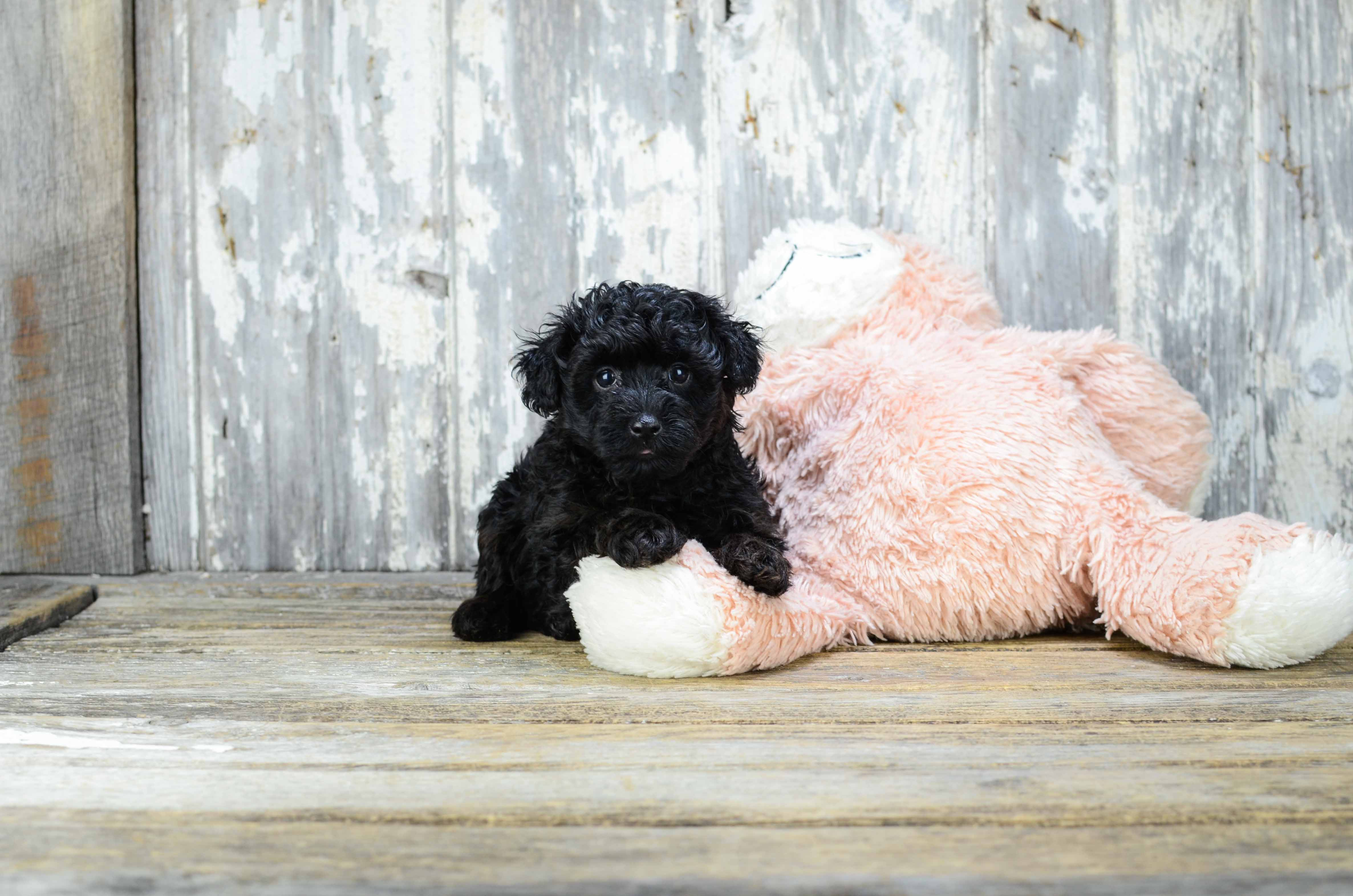 Yorkie Poo Puppy for Adoption
