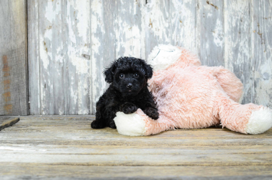 Yorkie Poo Puppy for Adoption