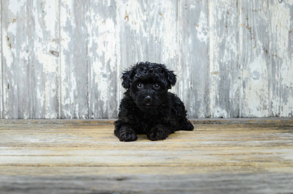 Cute Yorkie Poo Baby