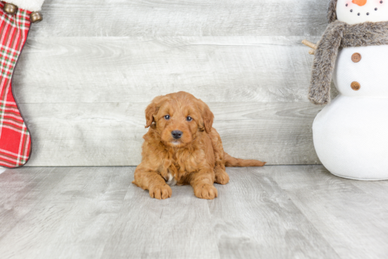 Best Mini Goldendoodle Baby