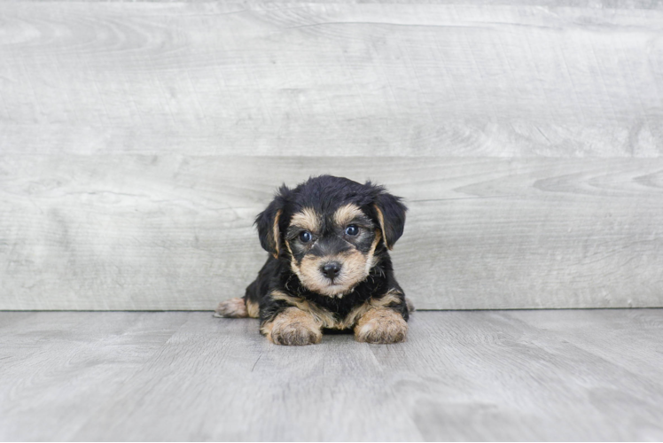 Petite Morkie Designer Pup