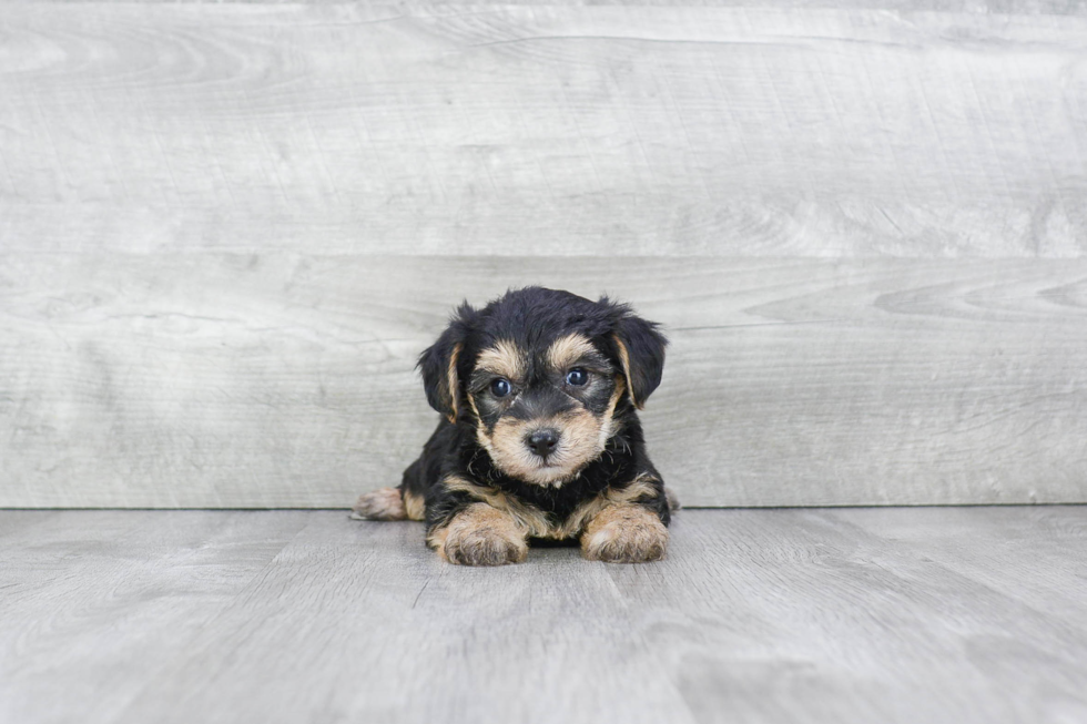 Petite Morkie Designer Pup