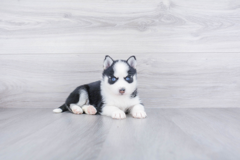 Pomsky Puppy for Adoption