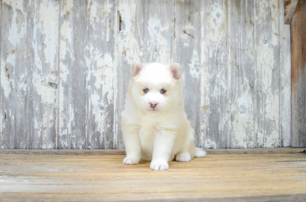 Little Mini Husky Designer Puppy