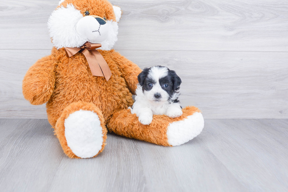 Adorable Shichon Designer Puppy