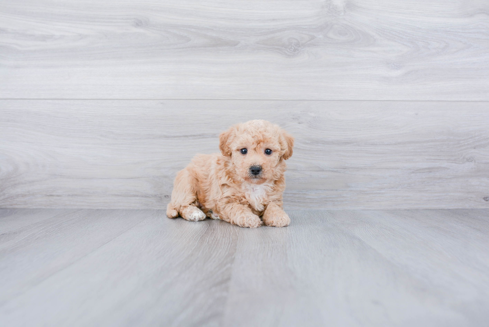 Hypoallergenic Maltese Poodle Poodle Mix Puppy