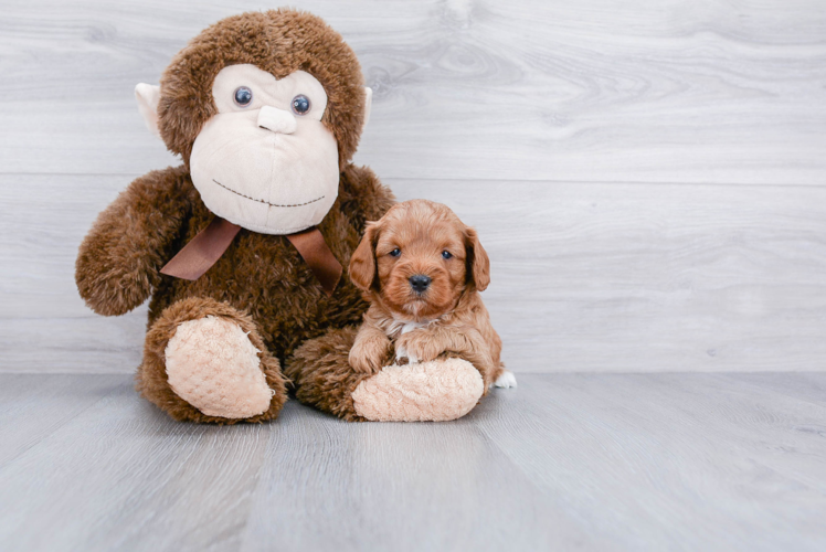 Hypoallergenic Cavoodle Poodle Mix Puppy