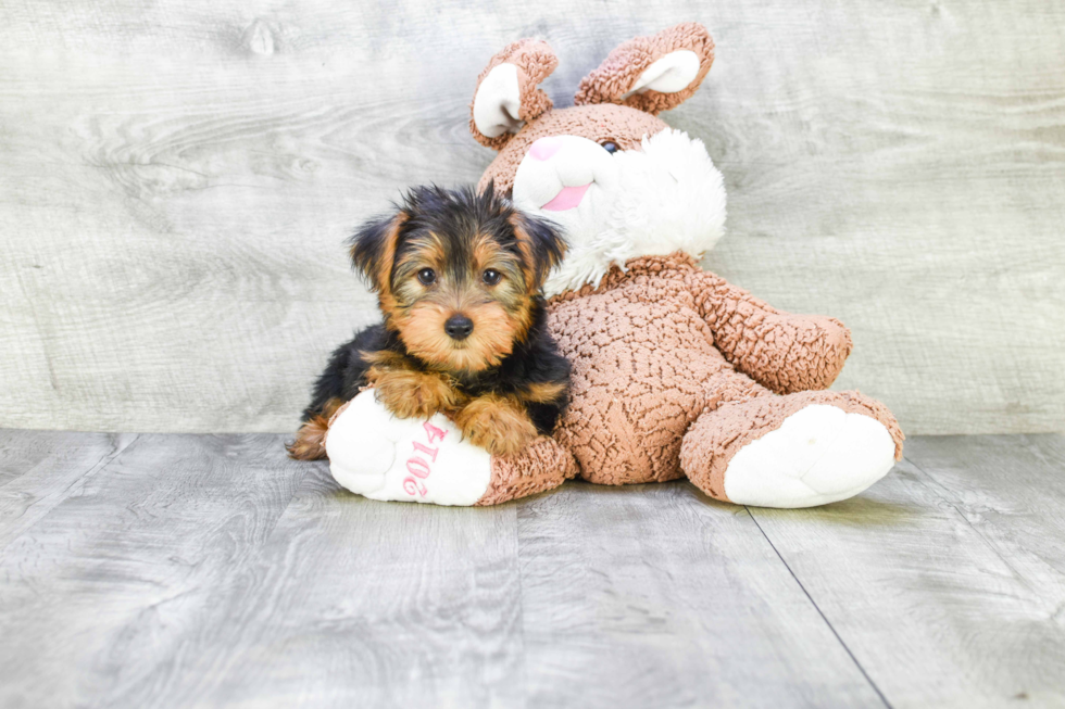 Meet Stevo - our Yorkshire Terrier Puppy Photo 