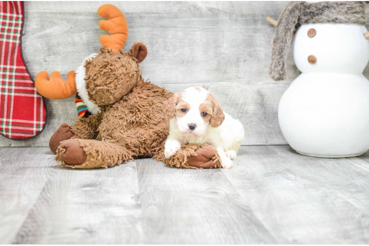 Cavapoo Puppy for Adoption