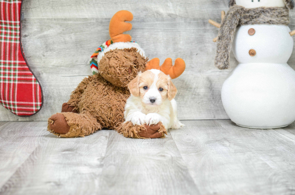 Best Cavachon Baby