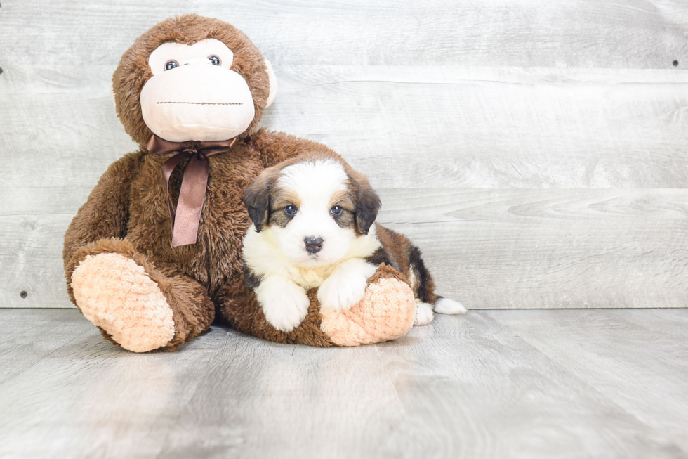 Mini Bernedoodle Pup Being Cute