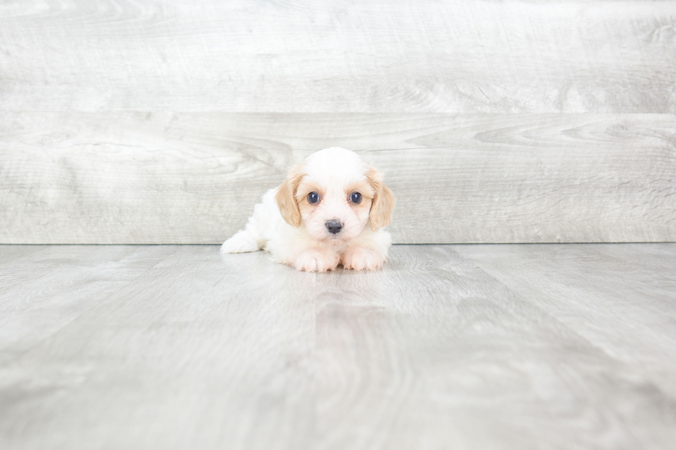 Adorable Cavalier Designer Puppy