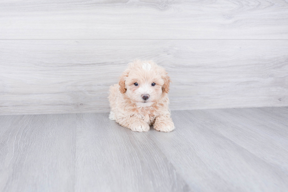 Maltipoo Puppy for Adoption