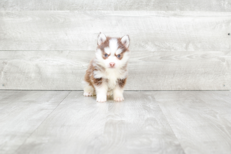 Small Pomsky Baby