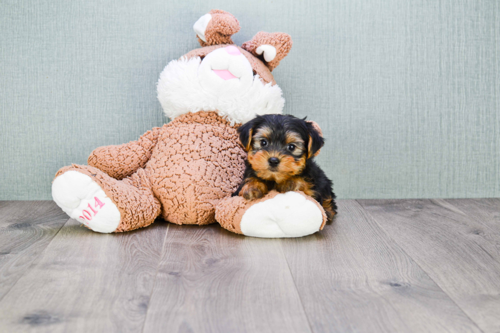 Meet Timmy - our Yorkshire Terrier Puppy Photo 