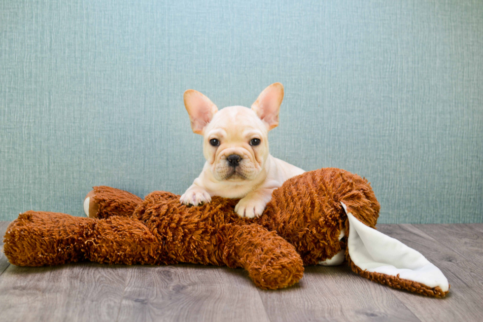 Popular French Bulldog Baby