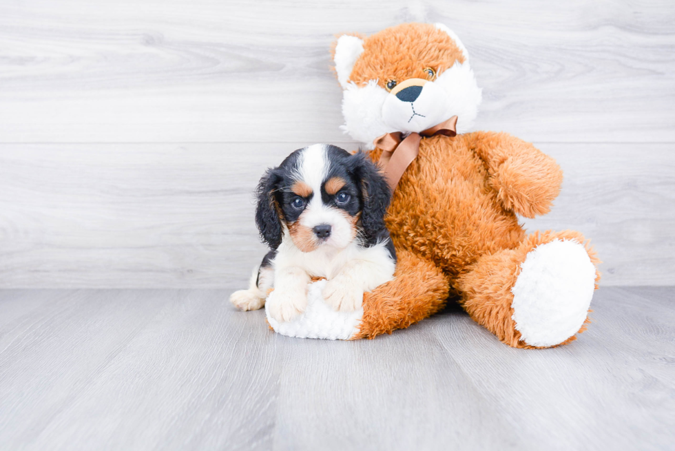 Small Cavalier King Charles Spaniel Baby