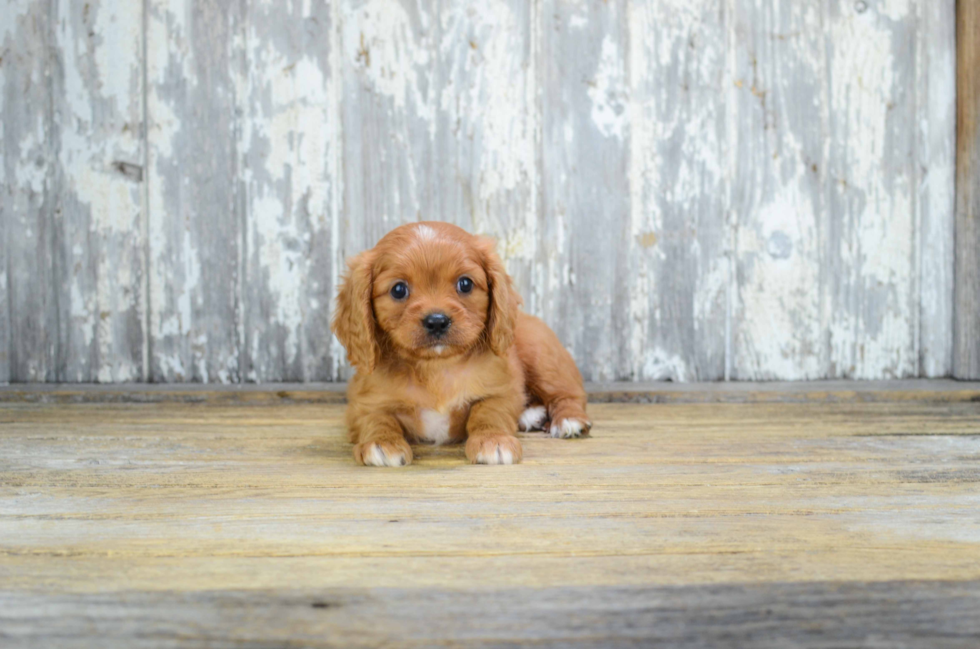 Cavalier King Charles Spaniel Puppy for Adoption