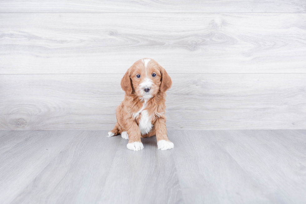 Fluffy Mini Goldendoodle Poodle Mix Pup