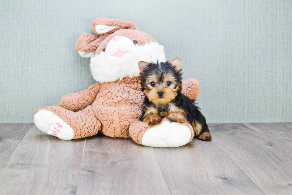 Meet Twinkle - our Yorkshire Terrier Puppy Photo 