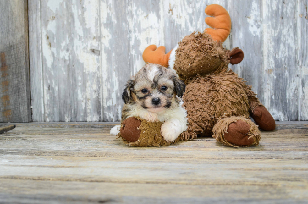 Adorable Shitzu Designer Puppy