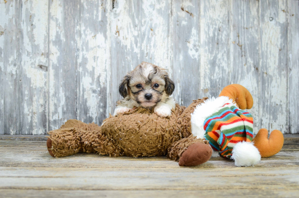 Smart Teddy Bear Designer Pup