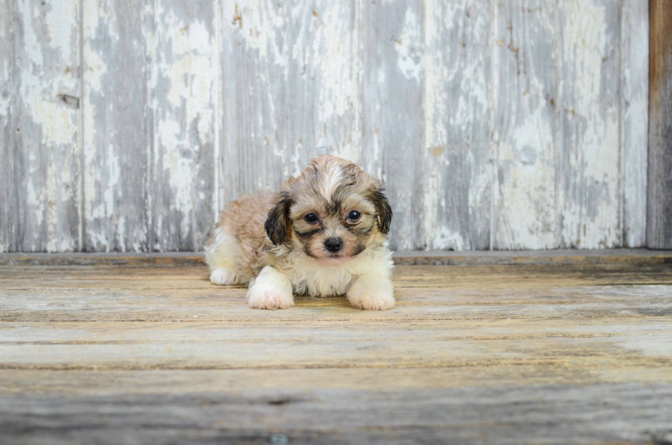 Popular Teddy Bear Designer Pup