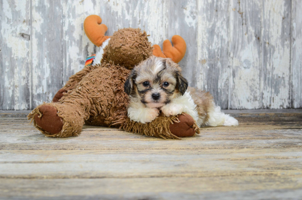 Petite Teddy Bear Designer Pup