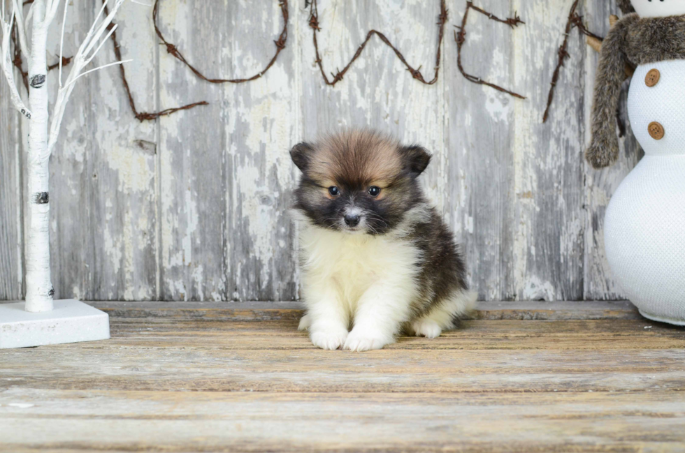 Best Pomeranian Baby