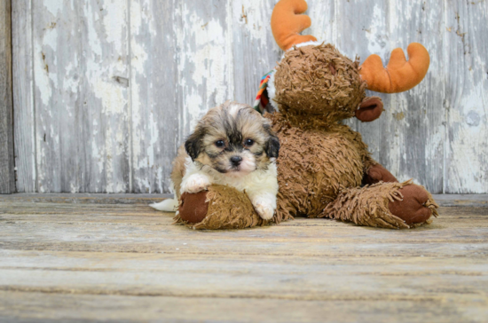 Teddy Bear Pup Being Cute