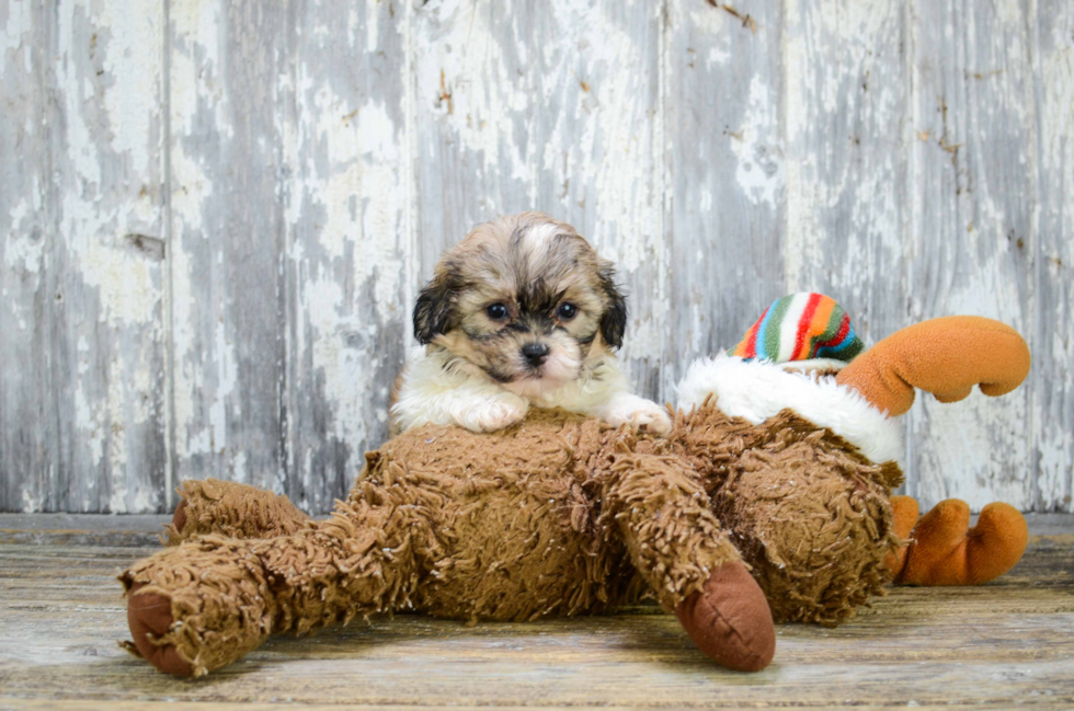 Teddy Bear Puppy for Adoption