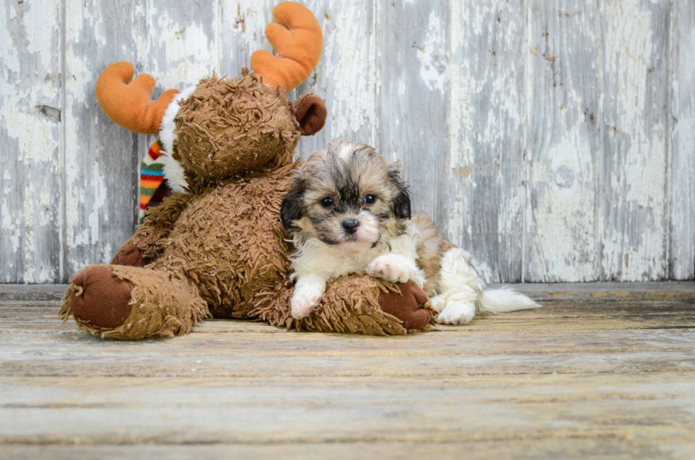 Best Teddy Bear Baby