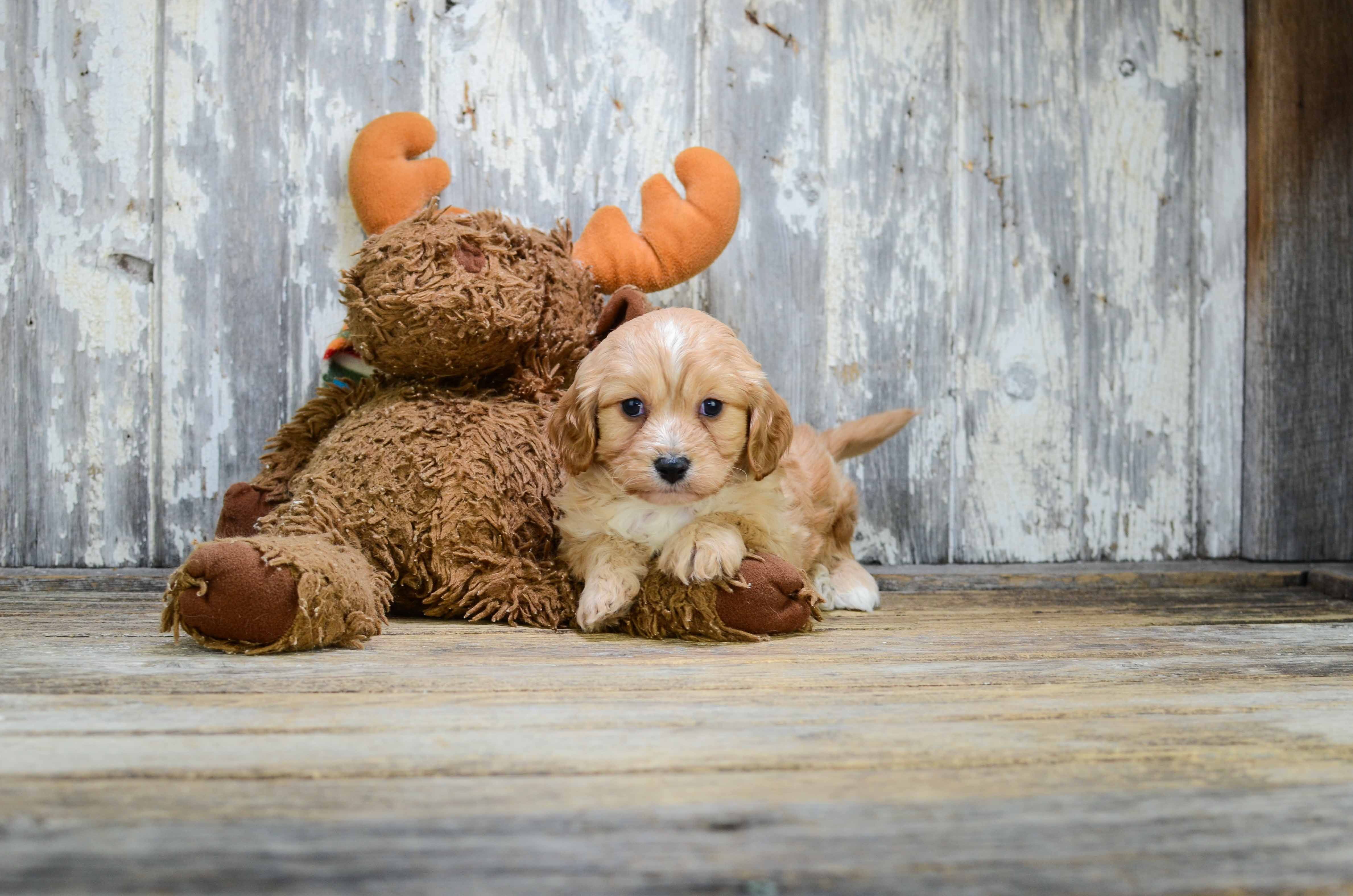 Petite Cavachon Designer Pup