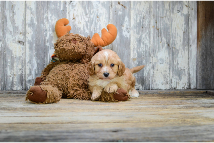 Petite Cavachon Designer Pup