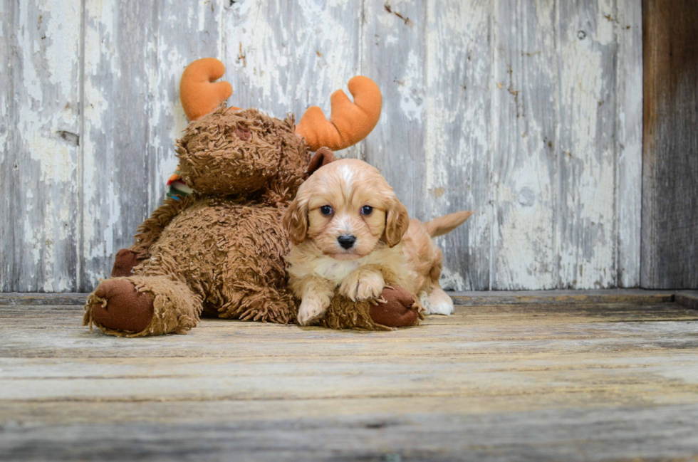 Petite Cavachon Designer Pup