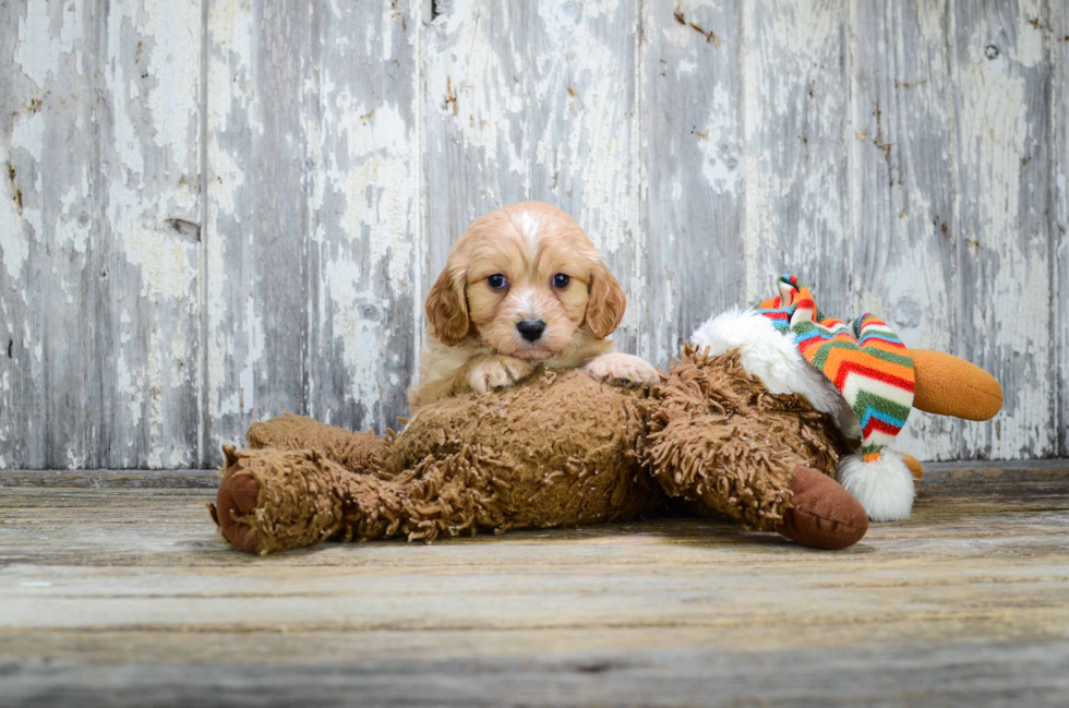 Cavachon Pup Being Cute