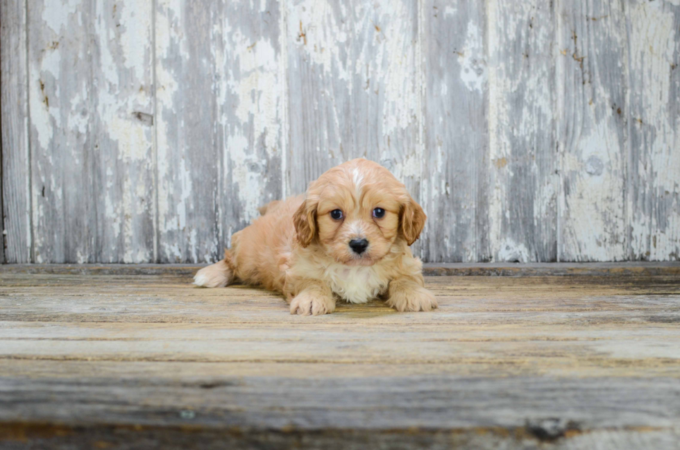 Friendly Cavachon Baby