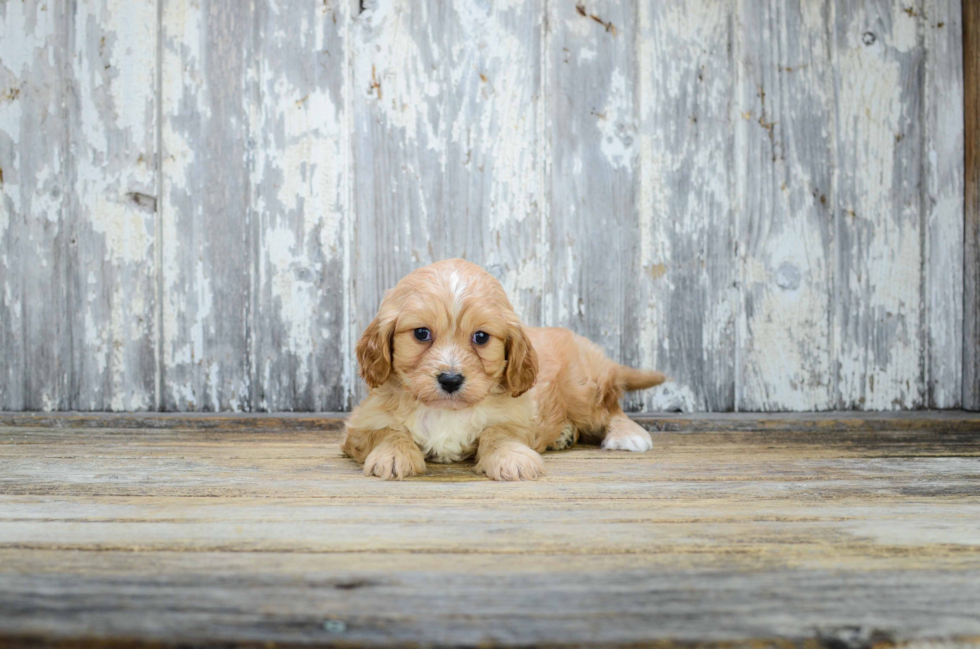 Cute Cavachon Baby