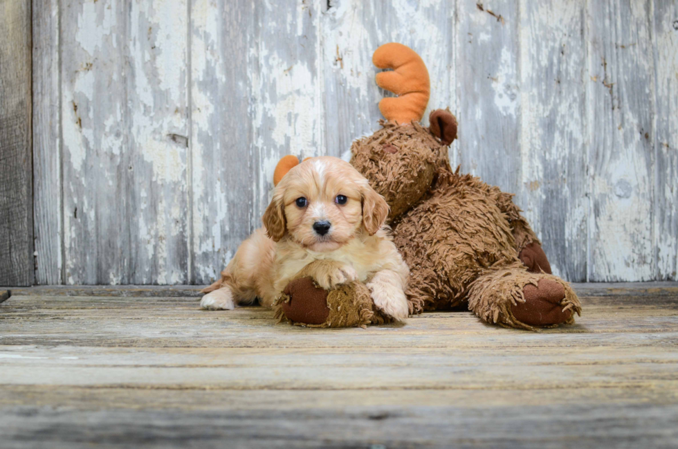 Cute Cavachon Baby