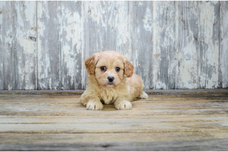 Popular Cavachon Designer Pup