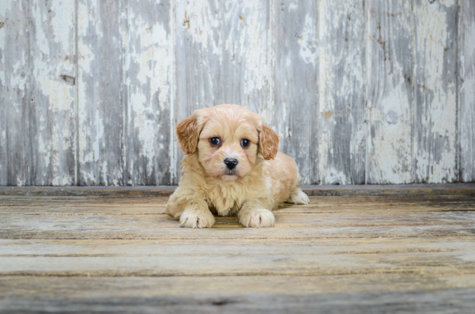 Popular Cavachon Designer Pup