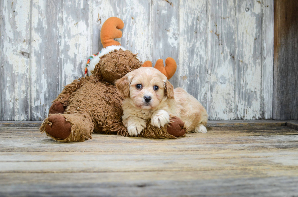 Smart Cavachon Designer Pup