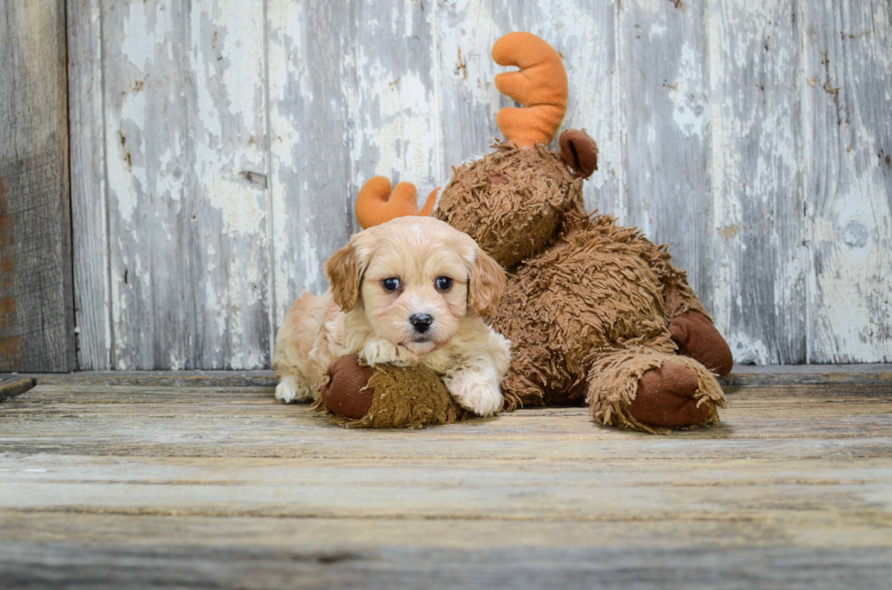 Adorable Cavalier Designer Puppy