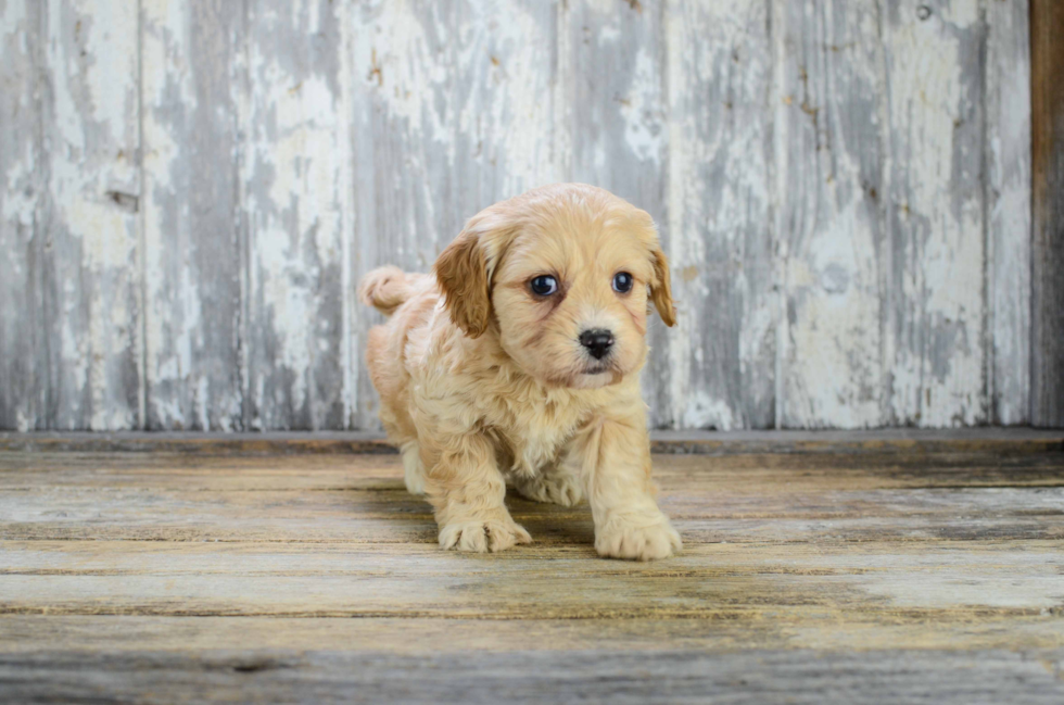 Cavachon Puppy for Adoption