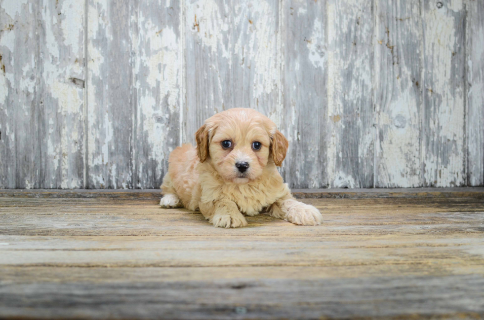 Playful Cavalier Designer Puppy