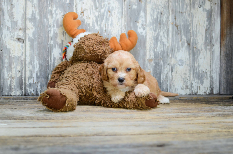 Cavachon Puppy for Adoption